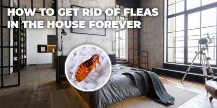 How to Get Rid of Fleas in the House Forever